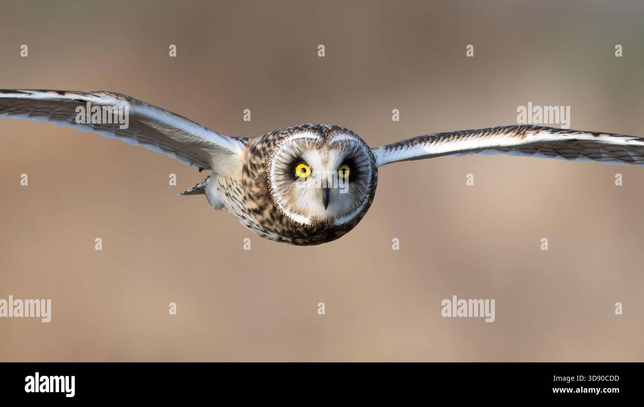 Kurzohr-Eulen im Flug aus nächster Nähe Stockfoto