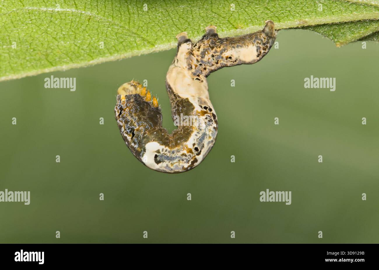 Mondsaat-Raupe Plusiodonta compressipalpis fressende Weinblätter Natur Frühjahrsbekämpfung. Stockfoto
