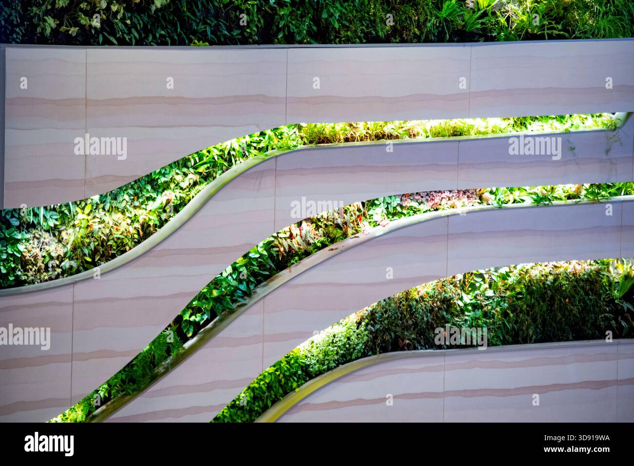 Lebende Wände mit grünen Pflanzen Stockfoto