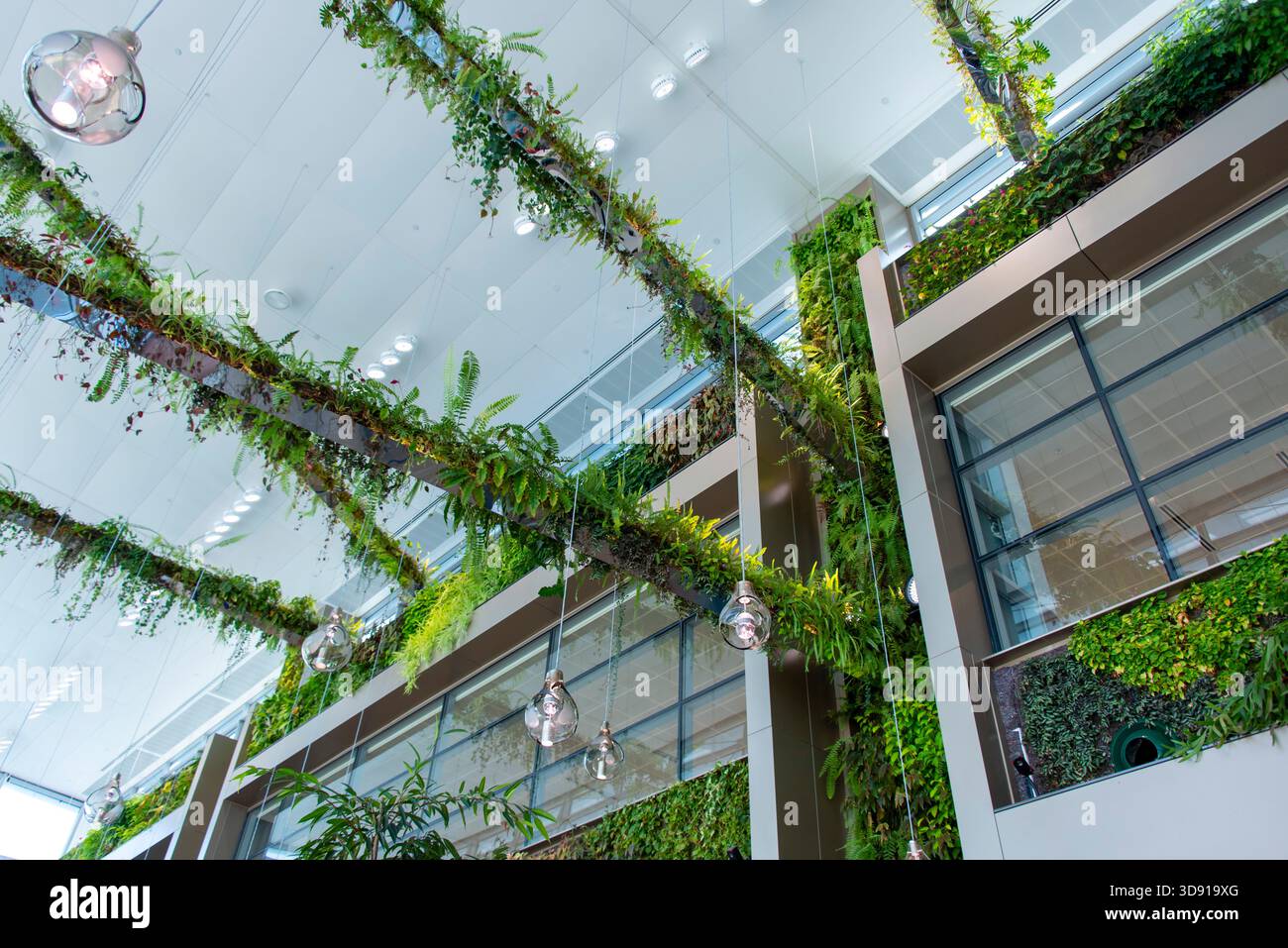 Lebende Wände mit grünen Pflanzen Stockfoto