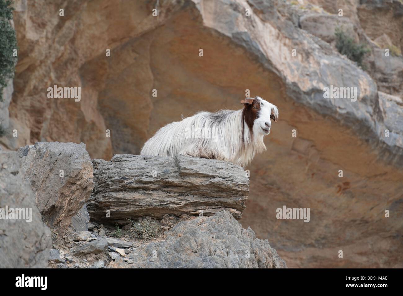 Ziege steht auf Klippen in den Jebel Shams Bergen im Oman Stockfoto