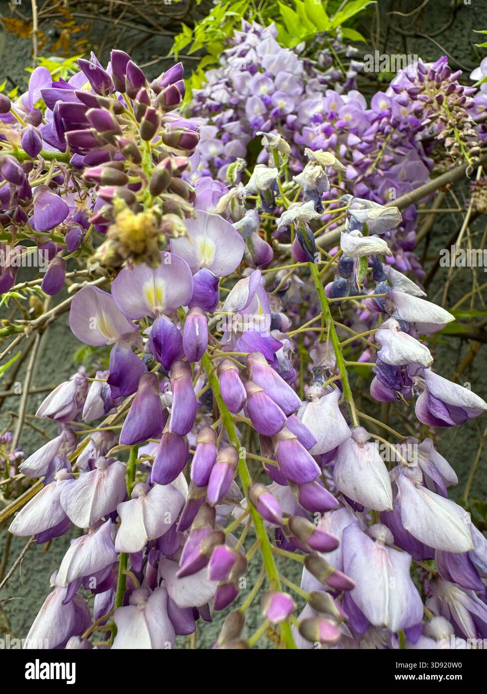 Eine Nahaufnahme der hängenden Glyzinien-Blüten, die einen Farbverlauf von Lavendel- und violetten Farben von engen Knospen bis hin zu vollständig offenen Blüten zeigen. Stockfoto