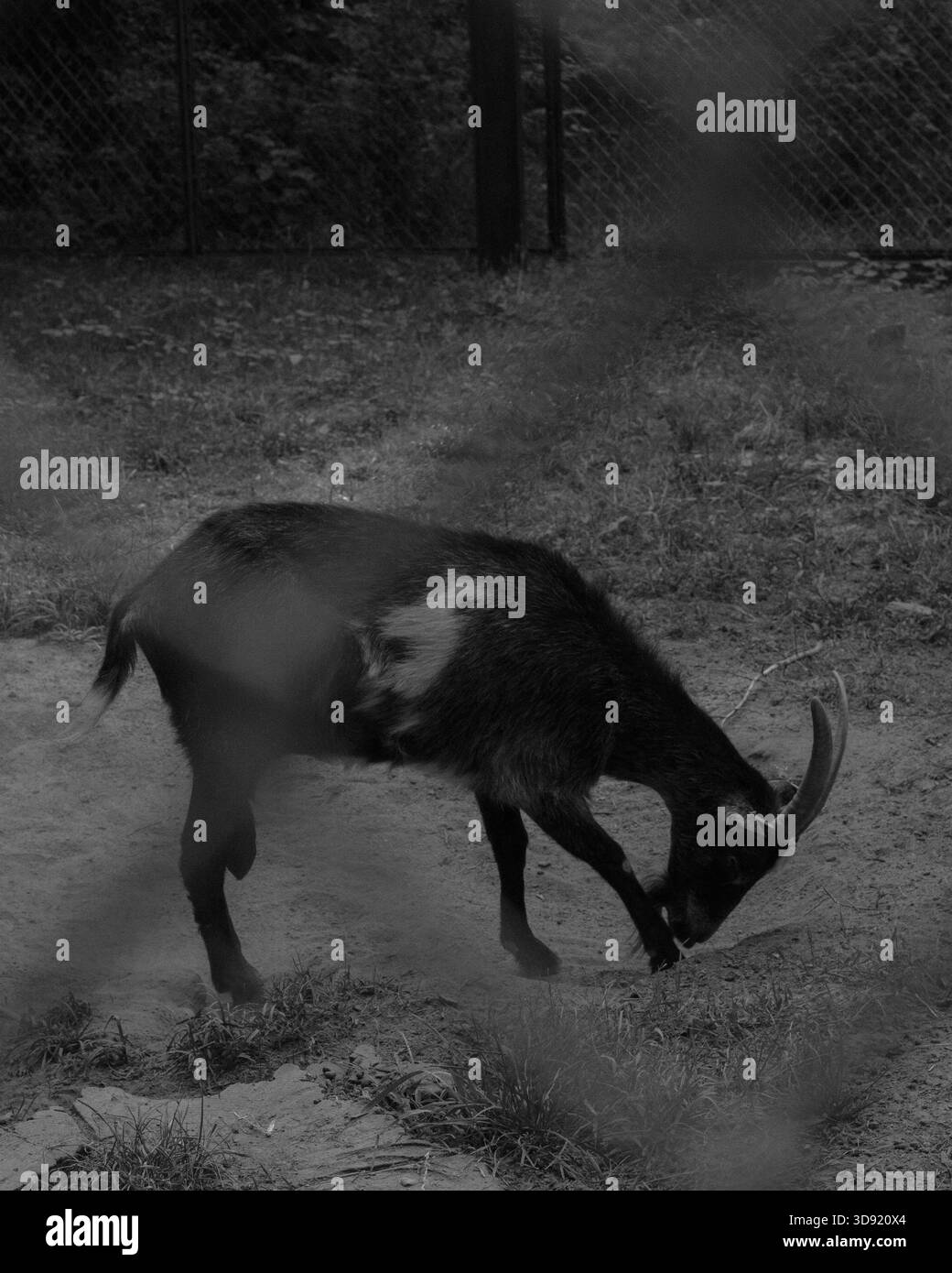 Ziege hinter einem Zaun im Park, schwarz-weiß Stockfoto