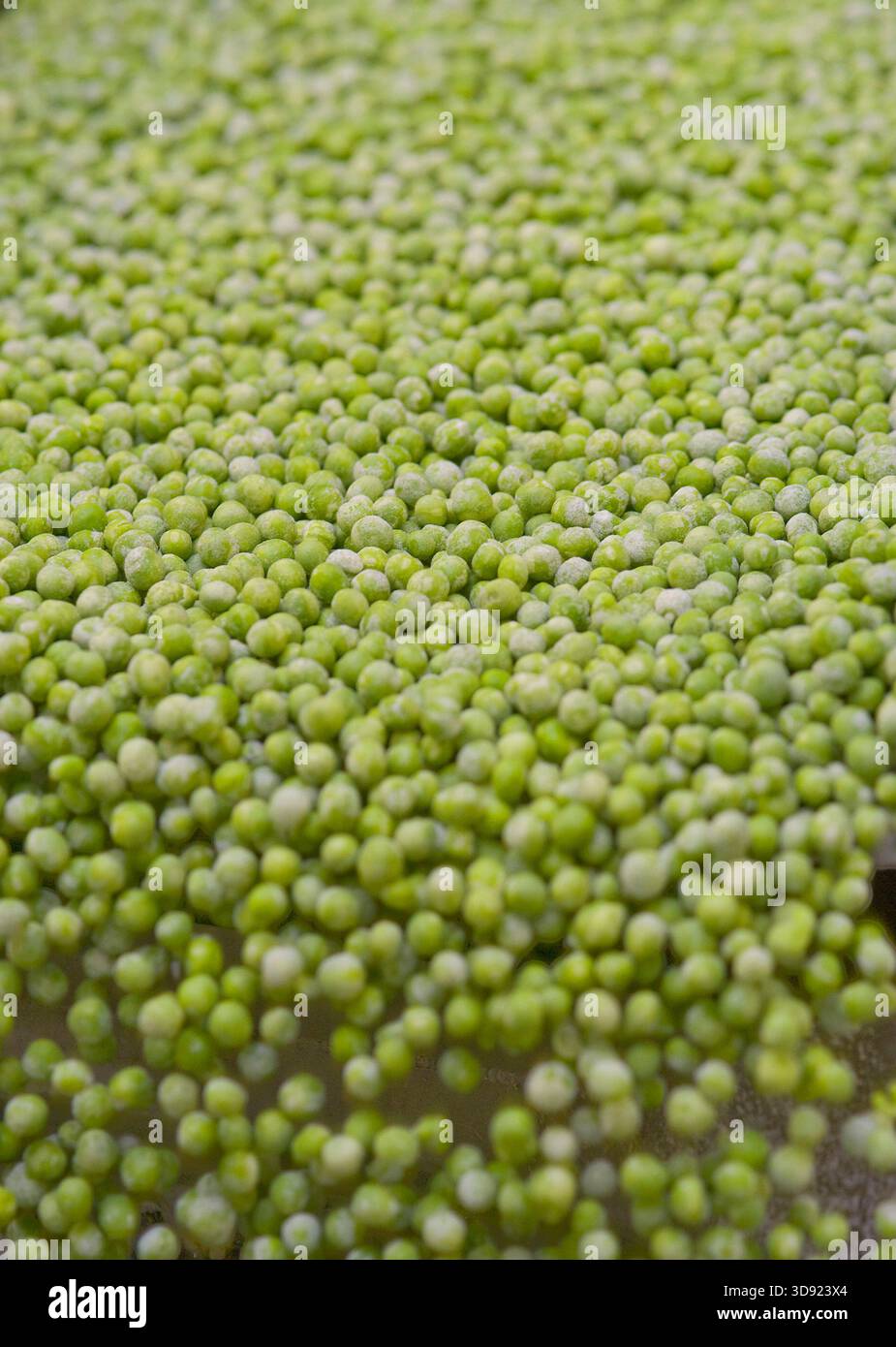 Die Birds Eye-Fabrik in Lowestoft, Suffolk, ist ein wichtiger Produktionsstandort für die britische Tiefkühlkost-Marke. Im Besitz von Nomad Foods, Europas führendem Tiefkühlkost-Unternehmen, ist es auf die Herstellung klassischer Produkte wie in den 1950er Jahren erfundene Fischfinger, Kartoffelwaffeln und eine Vielzahl von Tiefkühlgemüse, einschließlich Erbsen, spezialisiert. An diesem Standort werden auch panierte Hühnerprodukte und Fertiggerichte hergestellt. Mit einer langen Geschichte, die Jahrzehnte zurückreicht, spielt das Werk Lowestoft weiterhin eine wichtige Rolle bei der Lieferung hochwertiger, praktischer Tiefkühlprodukte an Haushalte in Großbritannien und Irland. Stockfoto