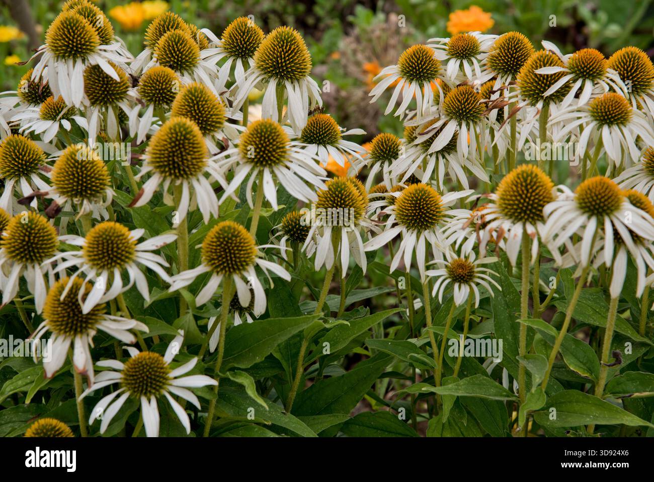 echinacea weißer Schwan Stockfoto