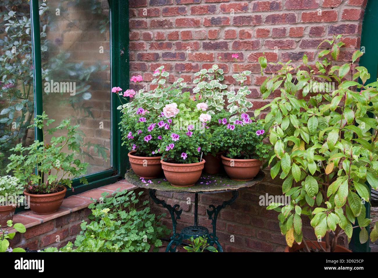 Eine Sammlung von Pelargonien und anderen Zimmerpflanzen, die in einem Wintergarten wachsen. Stockfoto