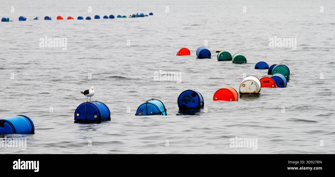 Opportunistische Möwe auf schwimmenden Fässern, die von der Austernfarm in Swakopmund Bay, Namibia, Afrika, genutzt werden Stockfoto