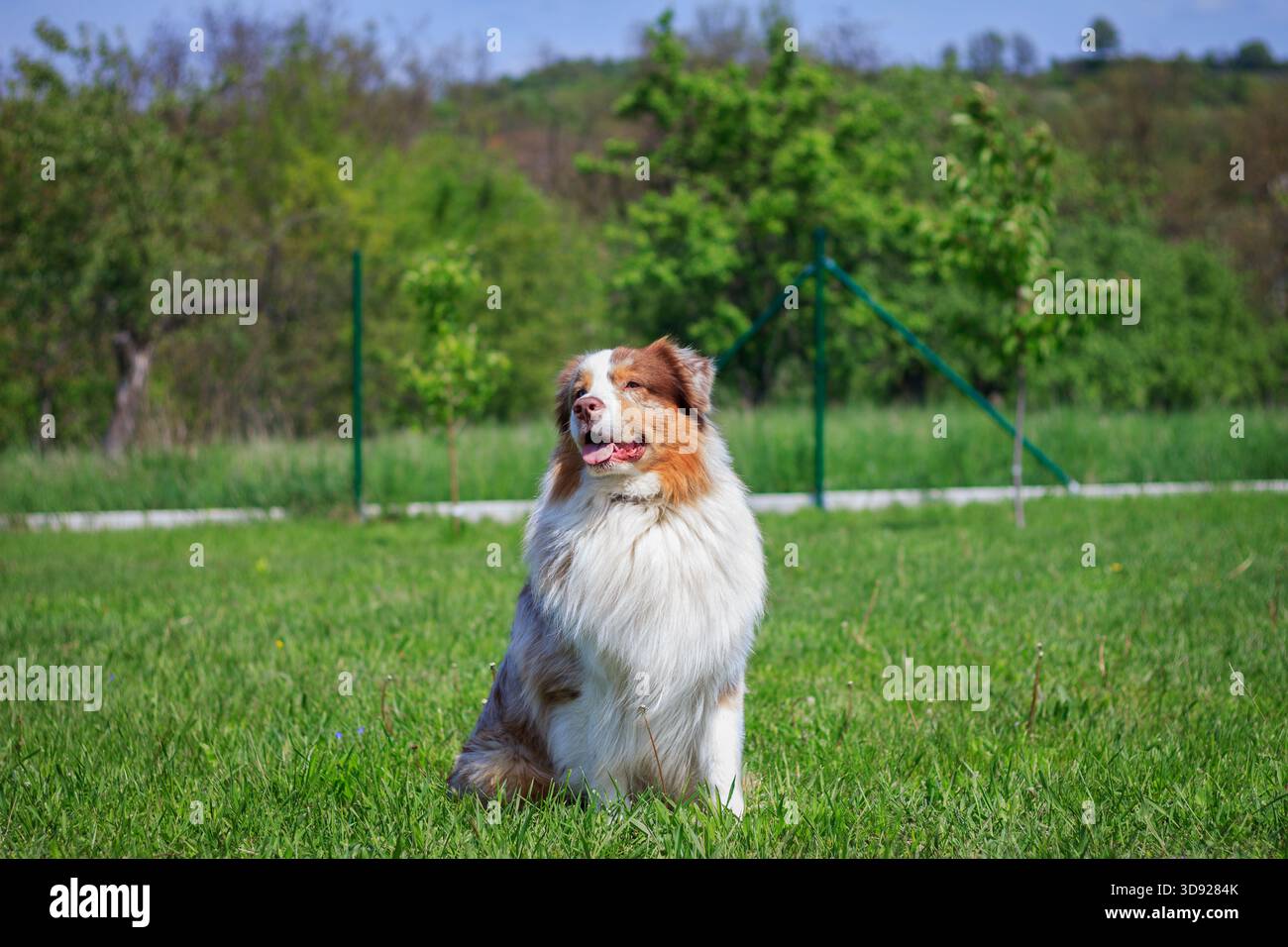 Australischer Schäferhund sitzt im Garten auf Gras. Porträt des niedlichen Schäferhundes draußen Stockfoto