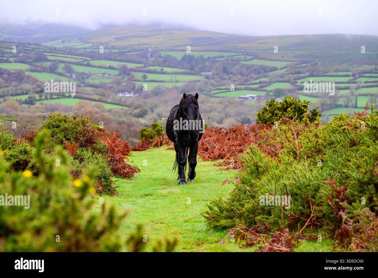 Dartmoor Pony Stockfoto
