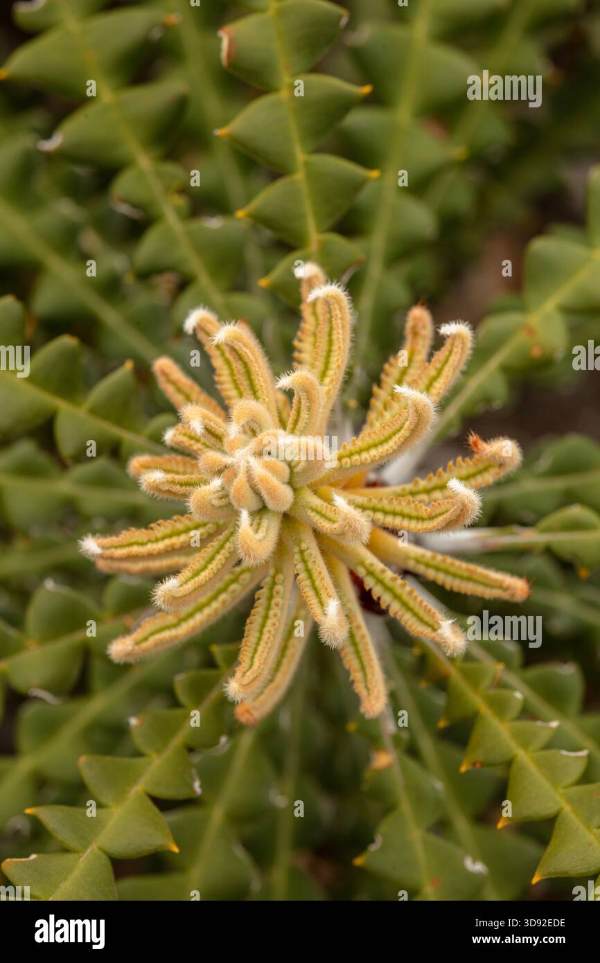 Natürliches Nahaufnahme, halb abstraktes, blühendes Pflanzenporträt der ikonischen Banksia-Prionoten, Combo-Eichel banksia. In einem westaustralischen Frühling. Notiert. Stockfoto