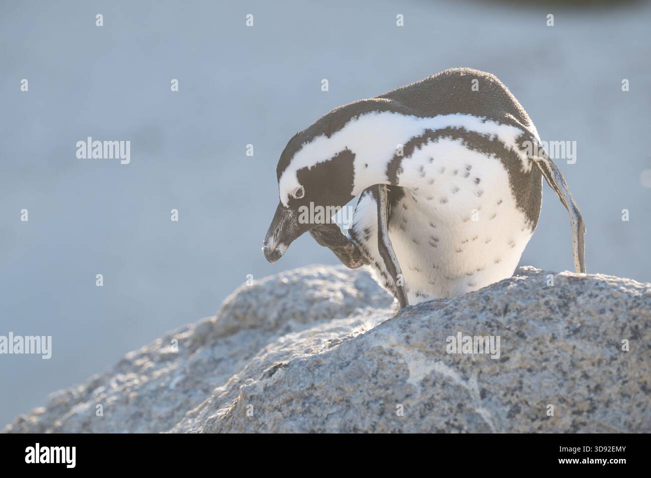 Der Afrikanische Pinguin, der einzige, der in Afrika lebt Stockfoto