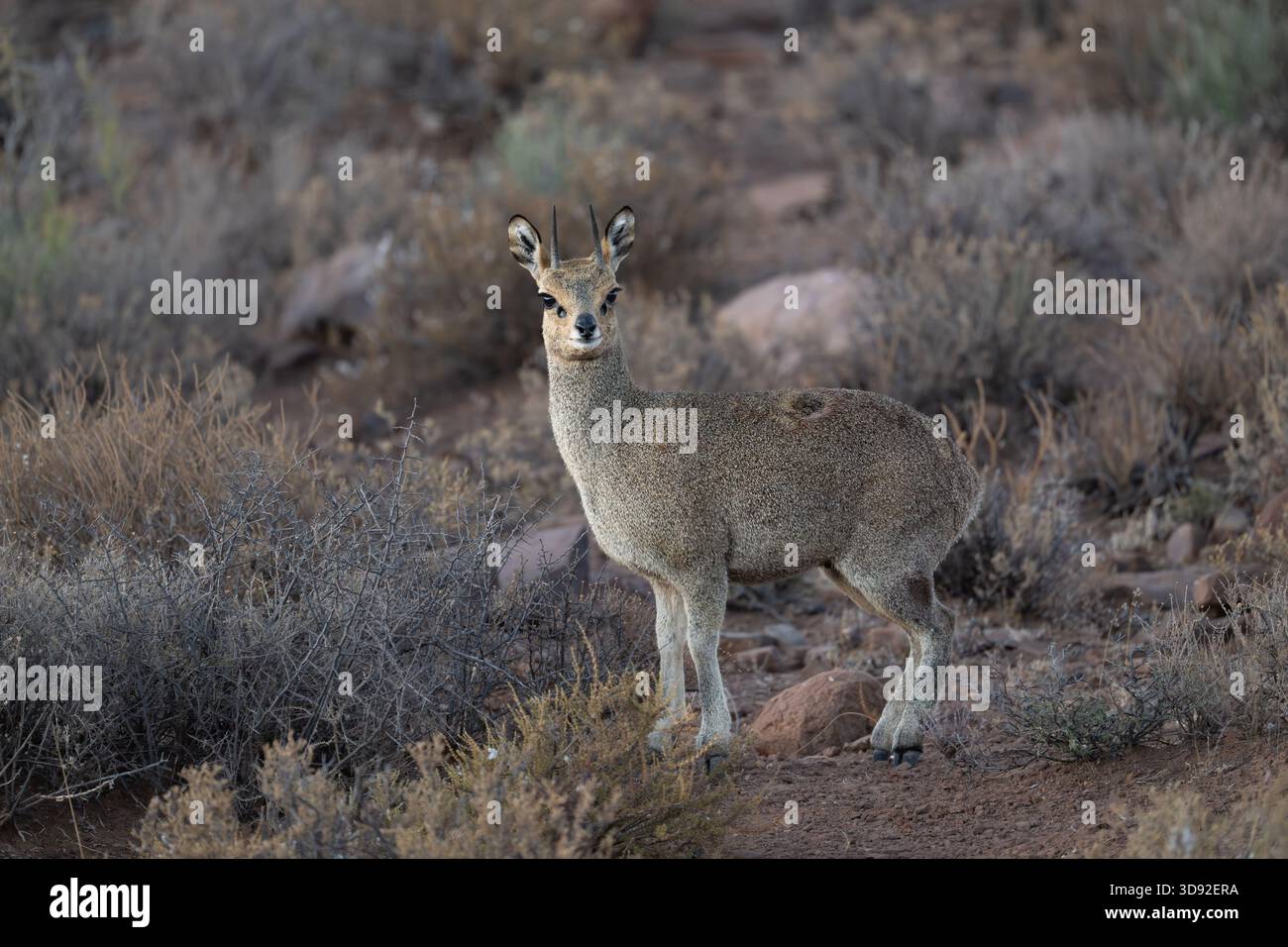 Klipspringer im Karoo Nationalpark Südafrika Stockfoto