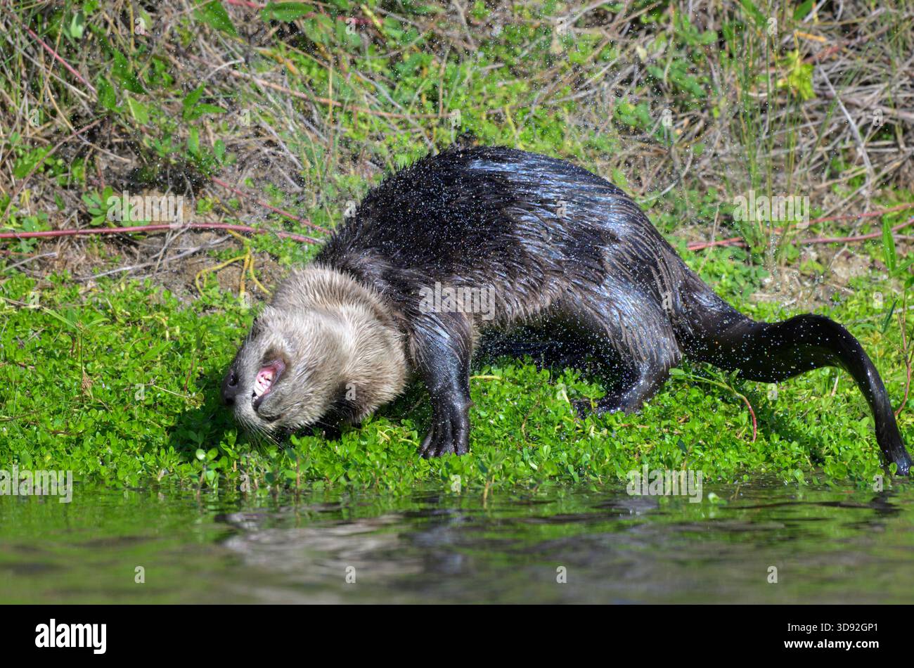 Nordamerikanischer Flussotter (Lontra canadensis), der Wassertropfen an einem Seeufer abschüttelt, Galveston, Texas, USA. Stockfoto