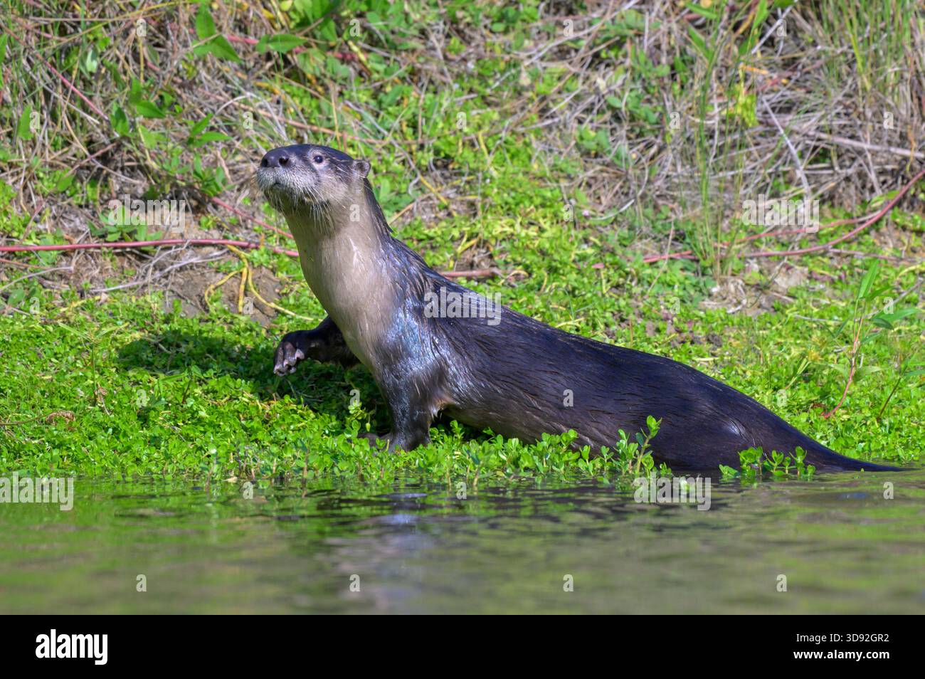 Nordamerikanischer Flussotter (Lontra canadensis), der aus dem Wasser zum Ufer eines Sees gelangt, Galveston, Texas, USA. Stockfoto