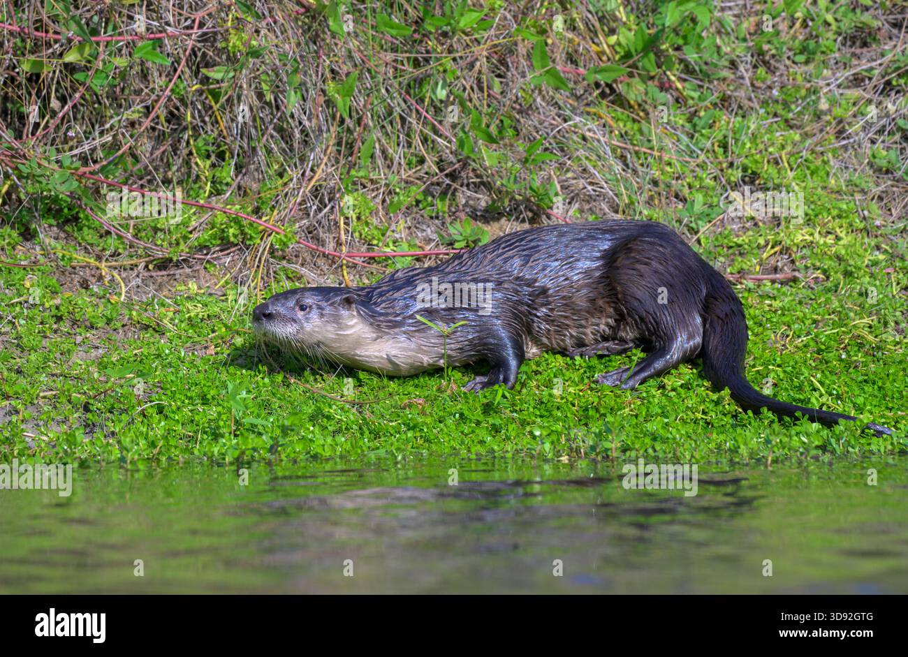 Nordamerikanische Flussotter (Lontra canadensis) reiben Körper auf Gras, um das Territorium zu duften, Galveston, Texas, USA. Stockfoto