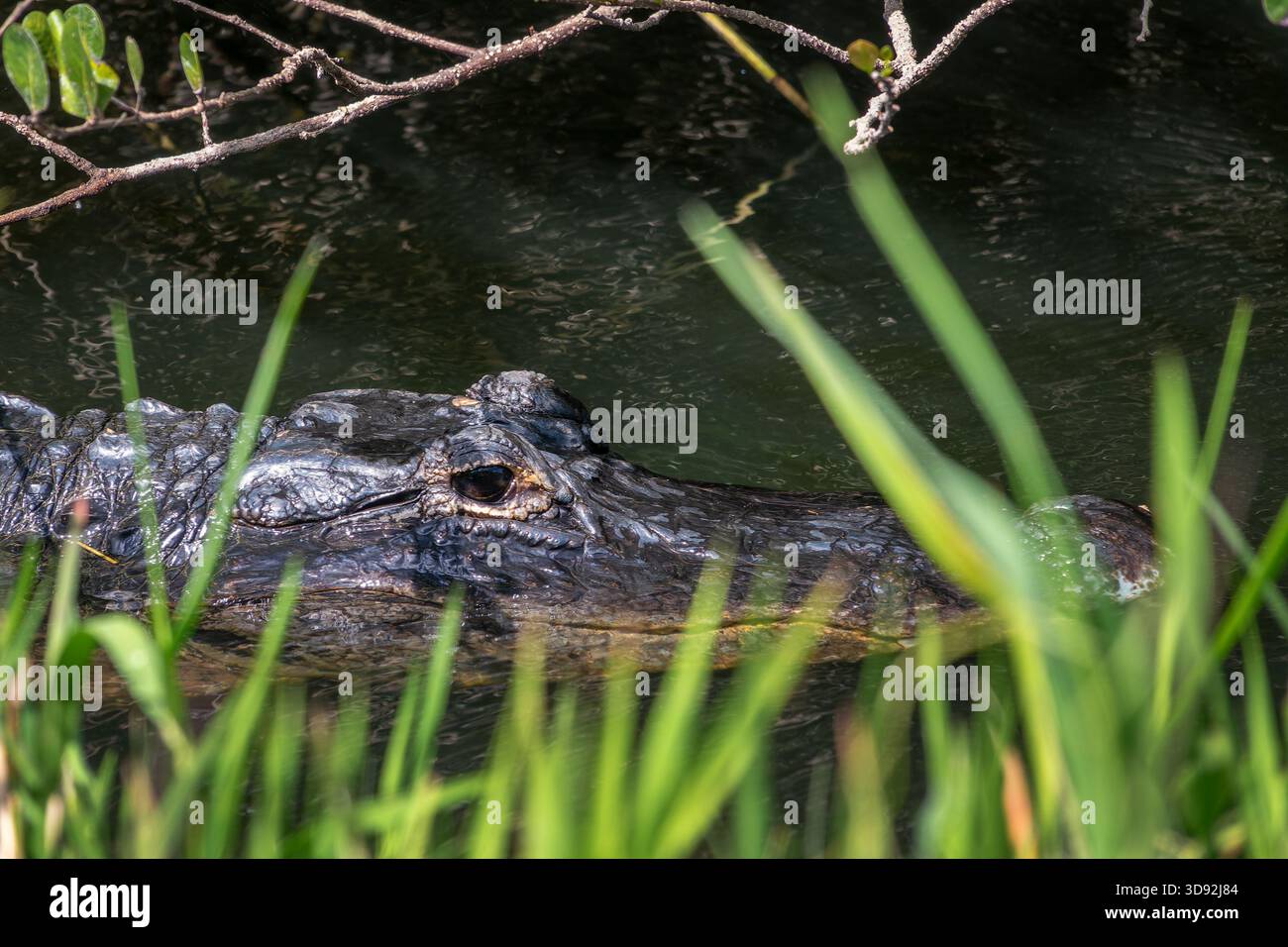 Nahaufnahme eines Alligators im Shark Valley Everglades National Park, Florida Tierwelt Stockfoto