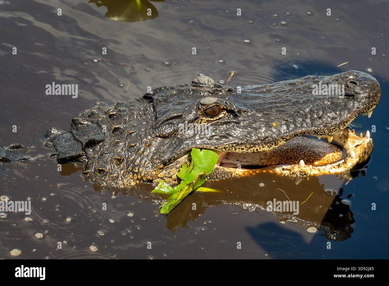Nahaufnahme eines Alligators mit offenem Mund und Zähnen, Everglades National Park, Florida Wildtiere Stockfoto