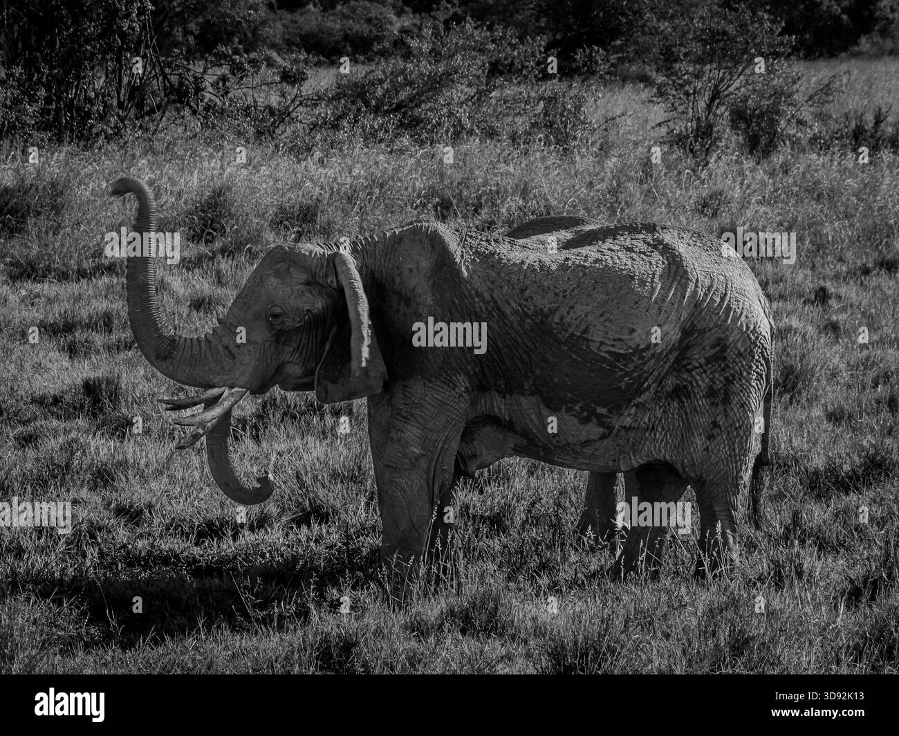 Wilde afrikanische Elefanten in Savanne und Grasland. Einige spielen, andere haben Elefantenbabys, andere sind in Herden. Stockfoto
