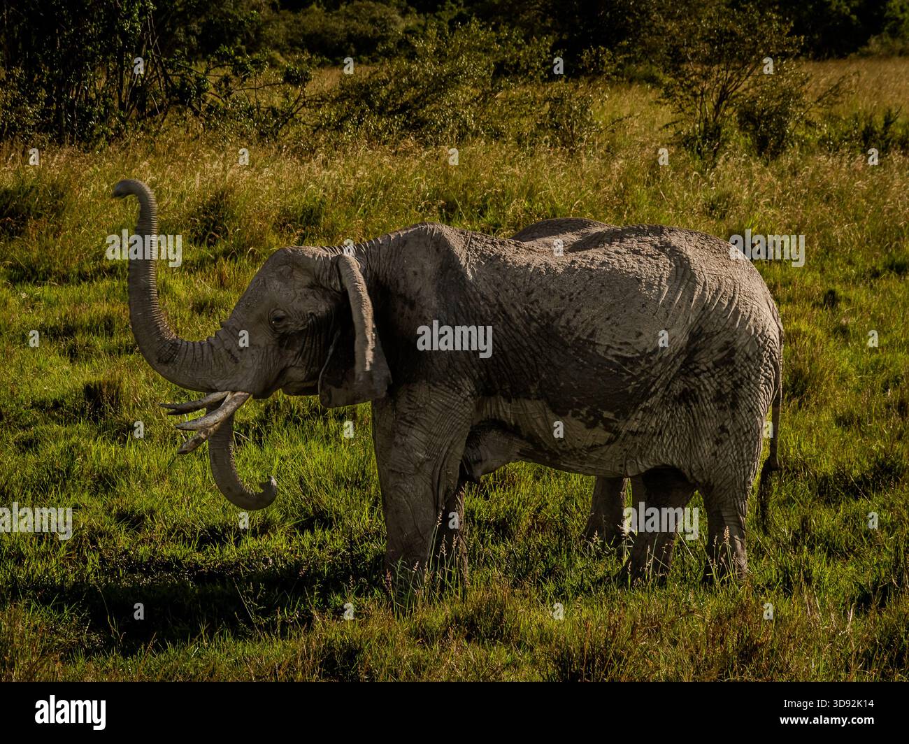 Wilde afrikanische Elefanten in Savanne und Grasland. Einige spielen, andere haben Elefantenbabys, andere sind in Herden. Stockfoto