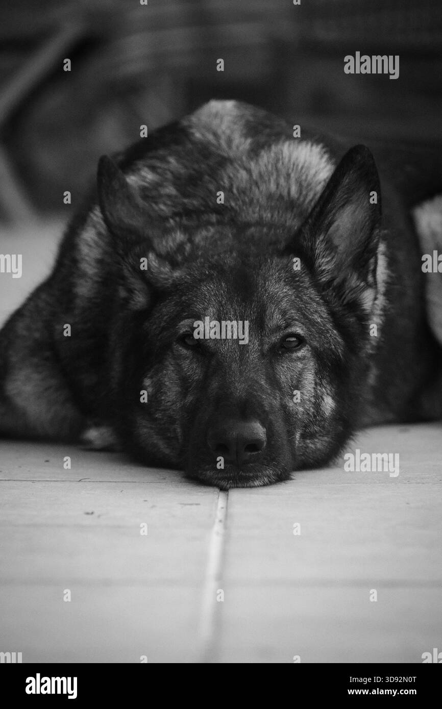 Ruhige Ruhe – Schwarzweiß-Eckrohr-Porträt Stockfoto