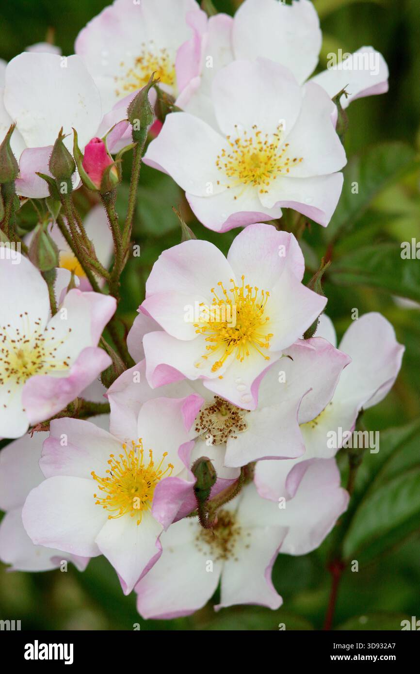 Lyda Rose, auch bekannt als Rosa Letlyda, eine buschige Strauchrose mit hübschen, offenen, leicht duftenden weißen Blüten, die mit rosa umrandet sind Stockfoto