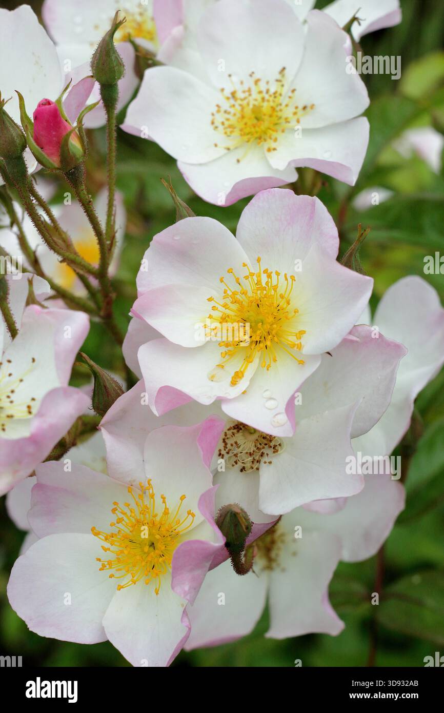 Lyda Rose, auch bekannt als Rosa Letlyda, eine buschige Strauchrose mit hübschen, offenen, leicht duftenden weißen Blüten, die mit rosa umrandet sind Stockfoto