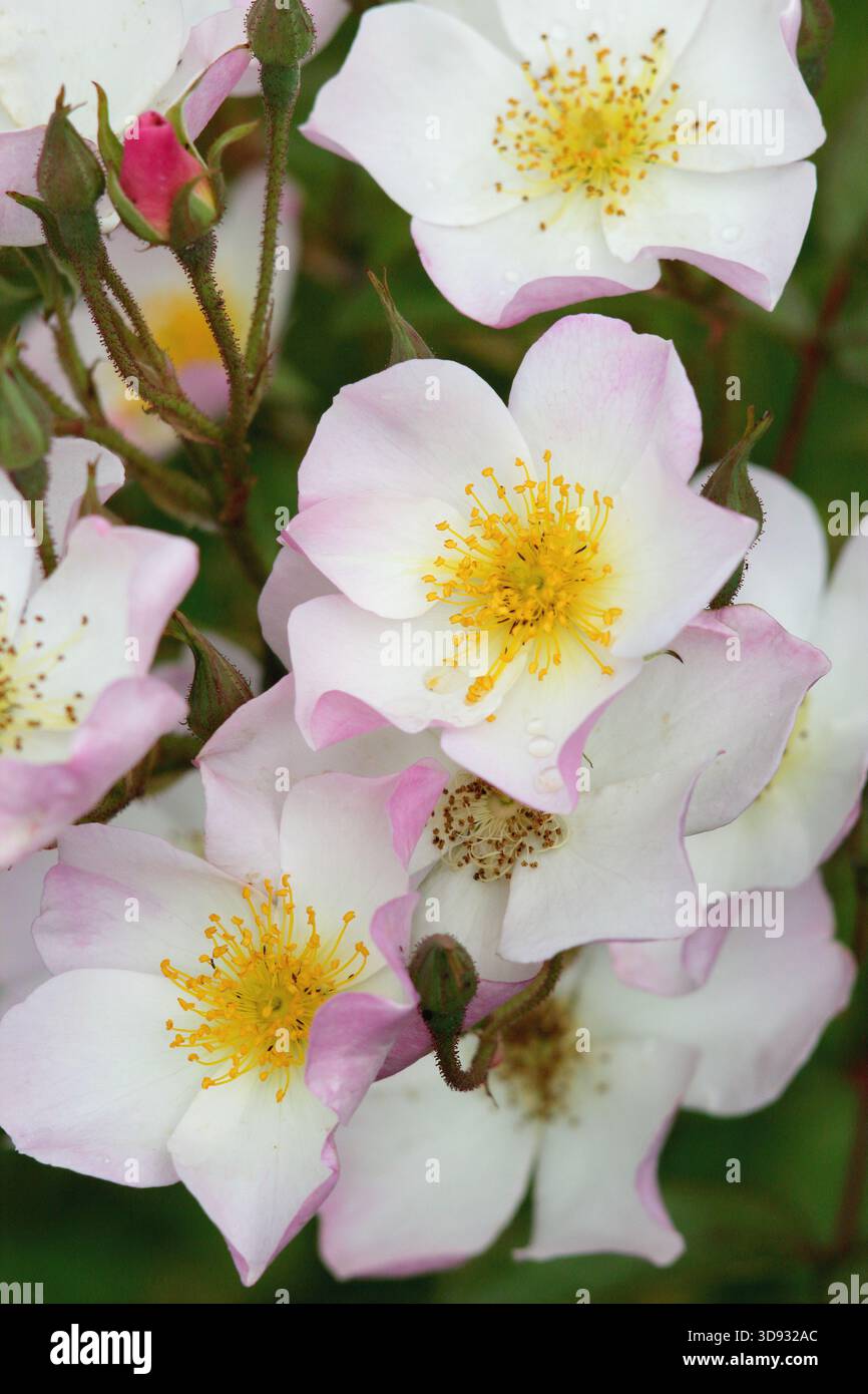 Lyda Rose, auch bekannt als Rosa Letlyda, eine buschige Strauchrose mit hübschen, offenen, leicht duftenden weißen Blüten, die mit rosa umrandet sind Stockfoto