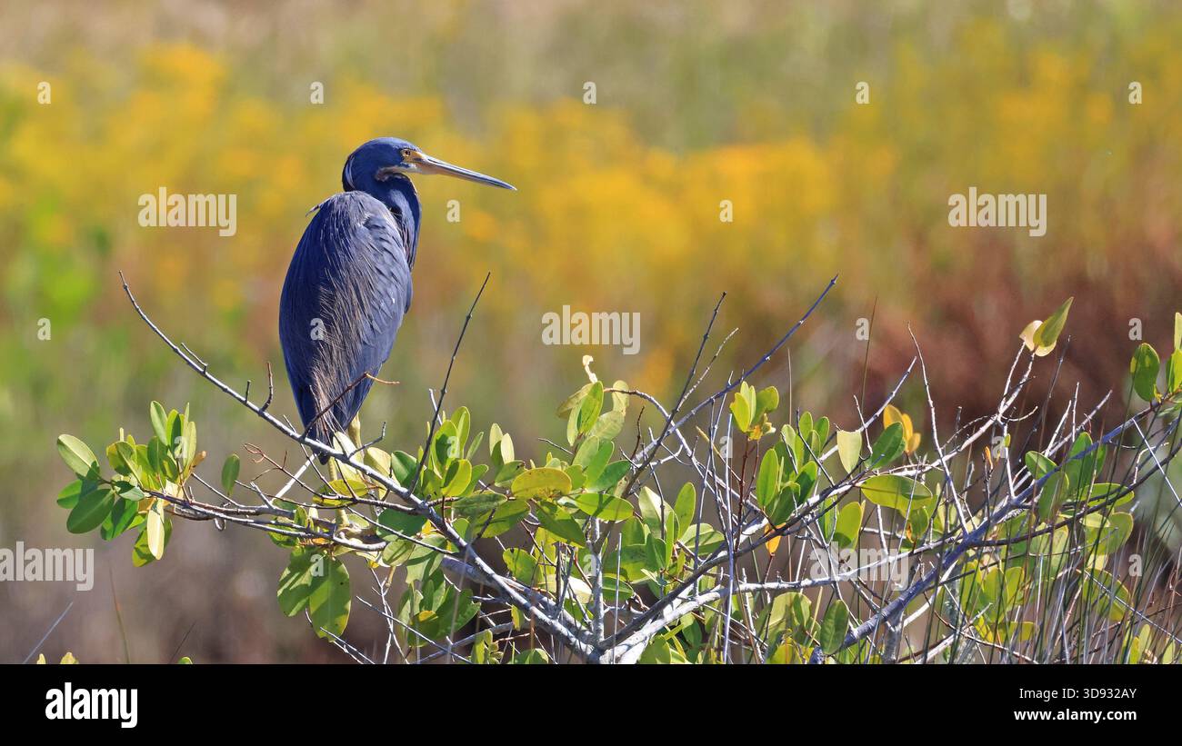 Dreifarbiger Reiher auf einem Ast in seinem natürlichen Lebensraum Stockfoto
