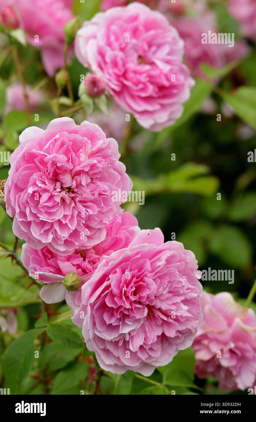 Rosen. Rosa Harlow Carr, eine duftende, doppelte, rosa Sträucherrose, gezüchtet von David Austin, in einer Gartenkante. Auch Aushouse genannt. Stockfoto