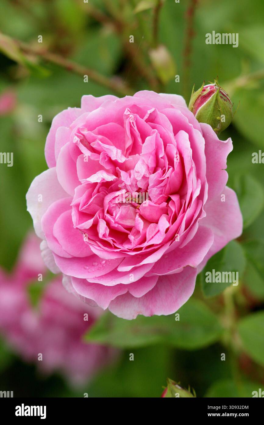 Rosen. Rosa Harlow Carr, eine duftende, doppelte, rosa Sträucherrose, gezüchtet von David Austin, in einer Gartenkante. Auch Aushouse genannt. Stockfoto