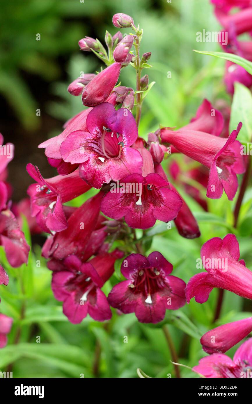 Penstemon Rich Ruby, eine lange blühende Staude in einer Sommergartengrenze. Auch Bartzunge genannt Stockfoto