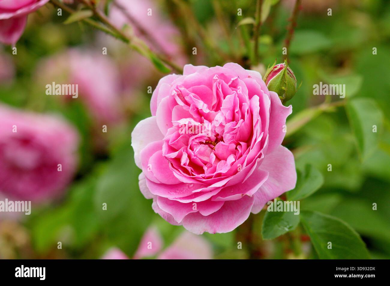 Rosen. Rosa Harlow Carr, eine duftende, doppelte, rosa Sträucherrose, gezüchtet von David Austin, in einer Gartenkante. Auch Aushouse genannt. Stockfoto