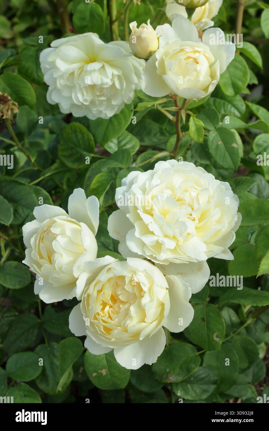 Rosa Nye Bevan, ein blassgelber englischer Sträucher, der im Hochsommer von David Austin gezüchtet wurde Stockfoto
