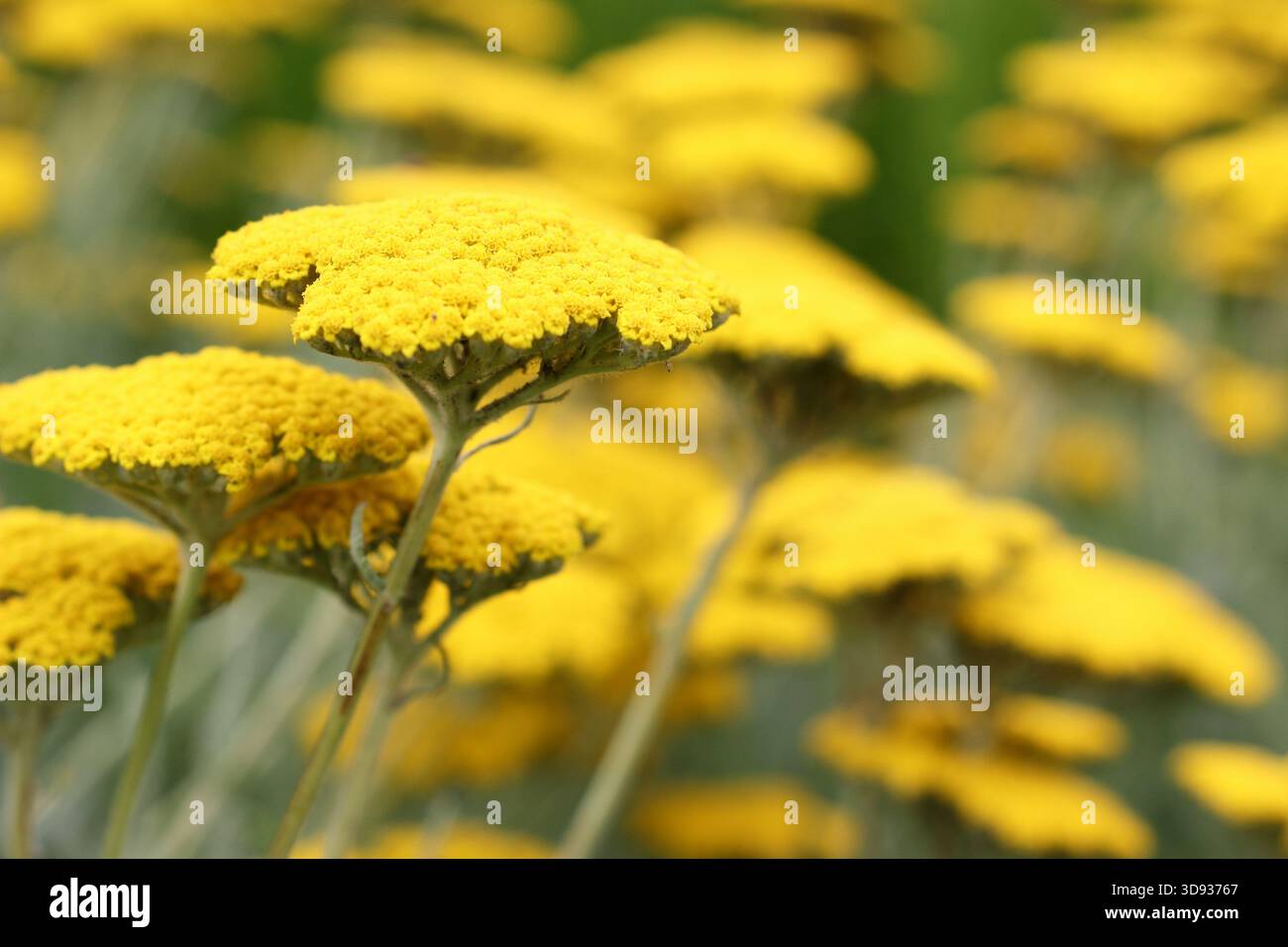 Achillea „Coronation Gold“ ist eine hoch wachsende Schafgarbe mit goldgelben Blüten. Gut zum Schneiden und für Saatköpfe Achillea filipendulina Stockfoto
