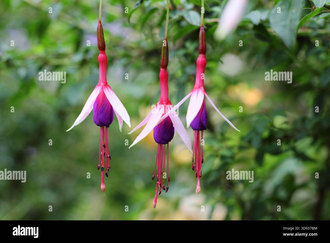 Fuchsia magellanica „Lady Bacon“ mit charakteristischen schmalen, roten, weißen und lila hängenden Blumen. Stockfoto