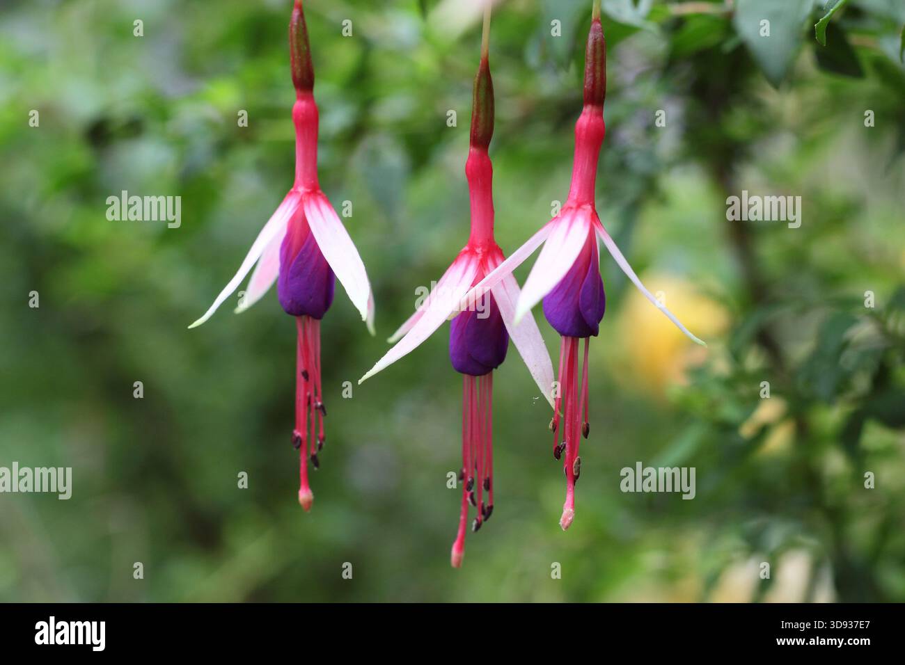 Fuchsia magellanica „Lady Bacon“ mit charakteristischen schmalen, roten, weißen und lila hängenden Blumen. Stockfoto