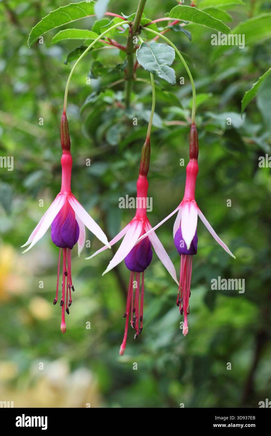 Fuchsia magellanica „Lady Bacon“ mit charakteristischen schmalen, roten, weißen und lila hängenden Blumen. Stockfoto