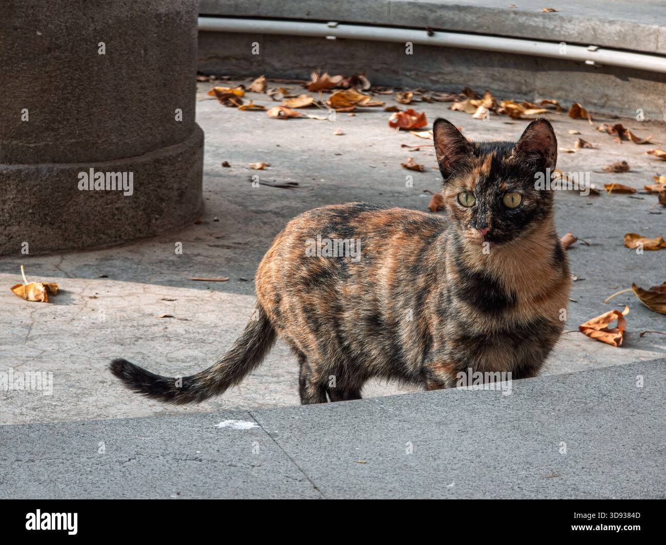 Eine Katze steht auf einem Bürgersteig vor einer Stange. Die Katze schaut in die Kamera Stockfoto