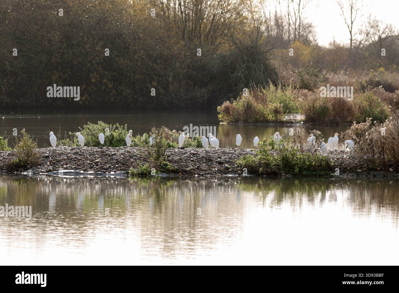 Rinderreiher Bubulcus ibis auf Kieselinsel Kurzhals streichiger weißer Reiher gebeugte Haltung gelber Schnäbel lange graugelbe Beine Wintergefieder England Großbritannien Stockfoto