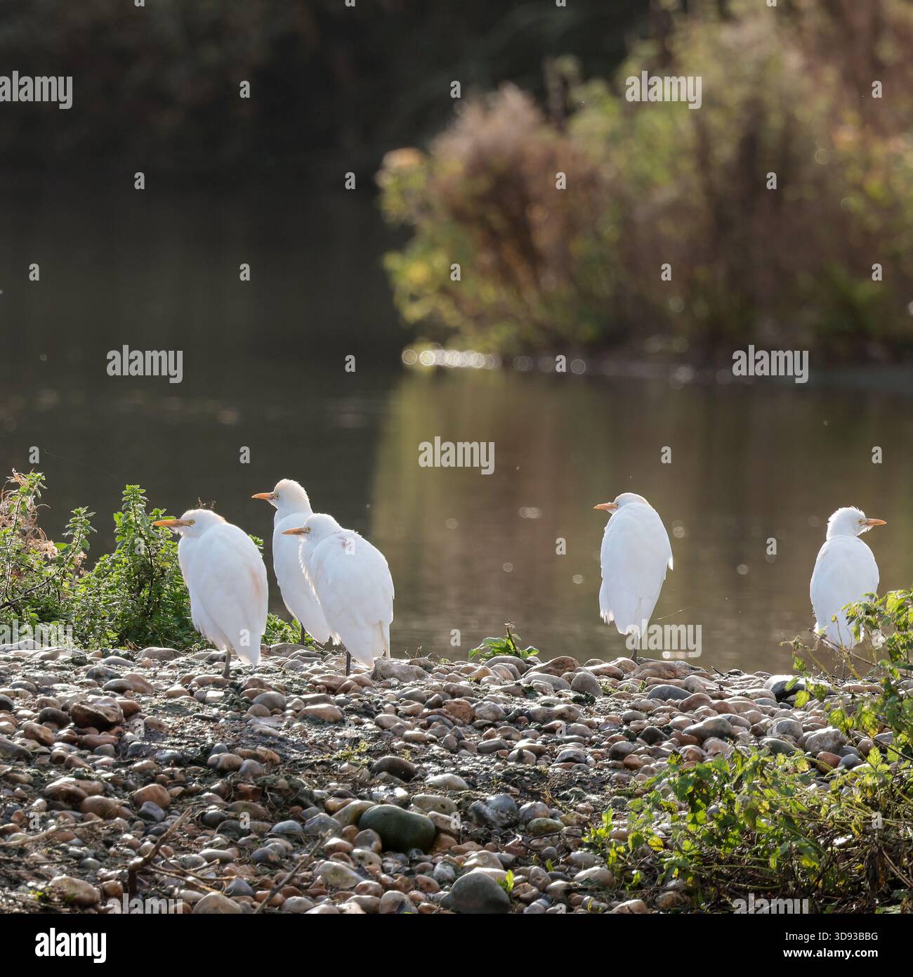 Rinderreiher Bubulcus ibis auf Kieselinsel Kurzhals streichiger weißer Reiher gebeugte Haltung gelber Schnäbel lange graugelbe Beine Wintergefieder England Großbritannien Stockfoto