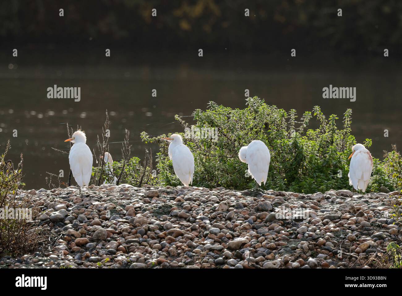 Rinderreiher Bubulcus ibis auf Kieselinsel Kurzhals streichiger weißer Reiher gebeugte Haltung gelber Schnäbel lange graugelbe Beine Wintergefieder England Großbritannien Stockfoto