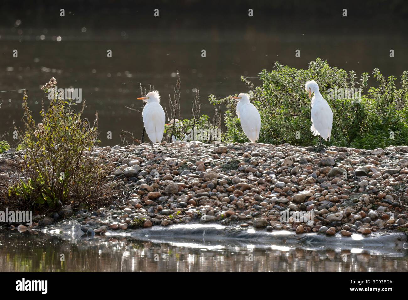 Rinderreiher Bubulcus ibis auf Kieselinsel Kurzhals streichiger weißer Reiher gebeugte Haltung gelber Schnäbel lange graugelbe Beine Wintergefieder England Großbritannien Stockfoto