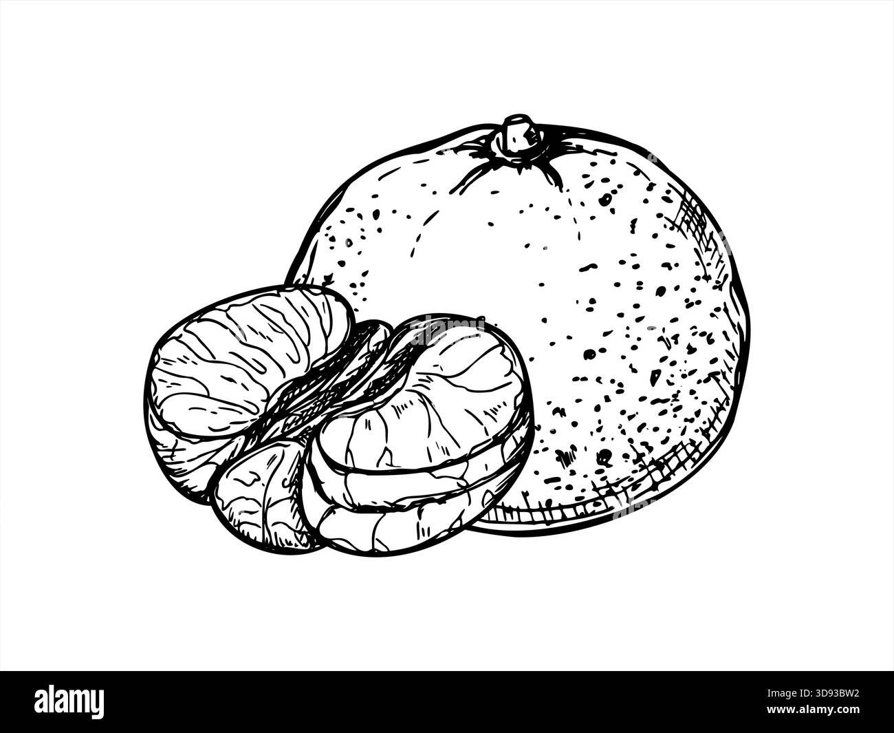 Abgeschälte Mandarine Vektor isolierte Illustration mit schwarzen Tinten gemalt. Draufsicht. Süße reife Zitrusätzzeichnung. Handgezogene Mandarinenfrucht Stock Vektor