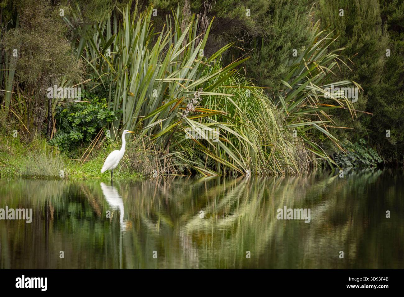 Weißreiher oder Kōtuku (Ardea alba) am Ufer der Ōkārito Lagune an der Westküste der Südinsel, Neuseeland. Herbst (Mai) 2025. Stockfoto