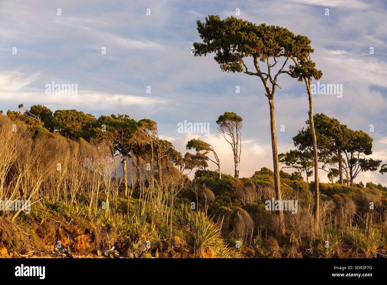 Rimu Trees in Bruce Bay an der Westküste, Südinsel, Neuseeland. Herbst (Mai) 2025. Stockfoto