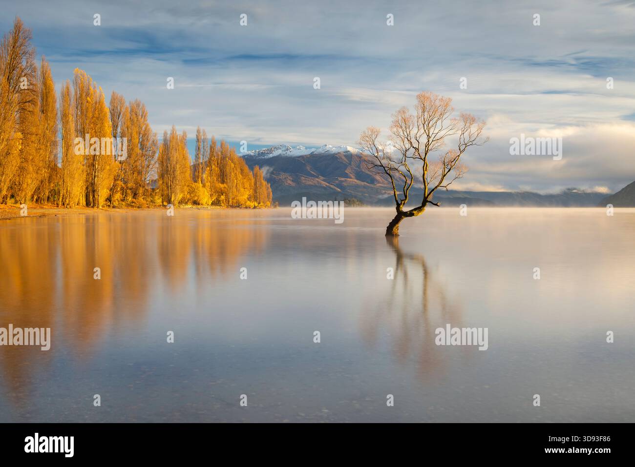 Der einsame Baum an einem wunderschönen Herbstmorgen am Lake Wanaka, Otago, Südinsel, Neuseeland. Herbst (Mai) 2025. Stockfoto