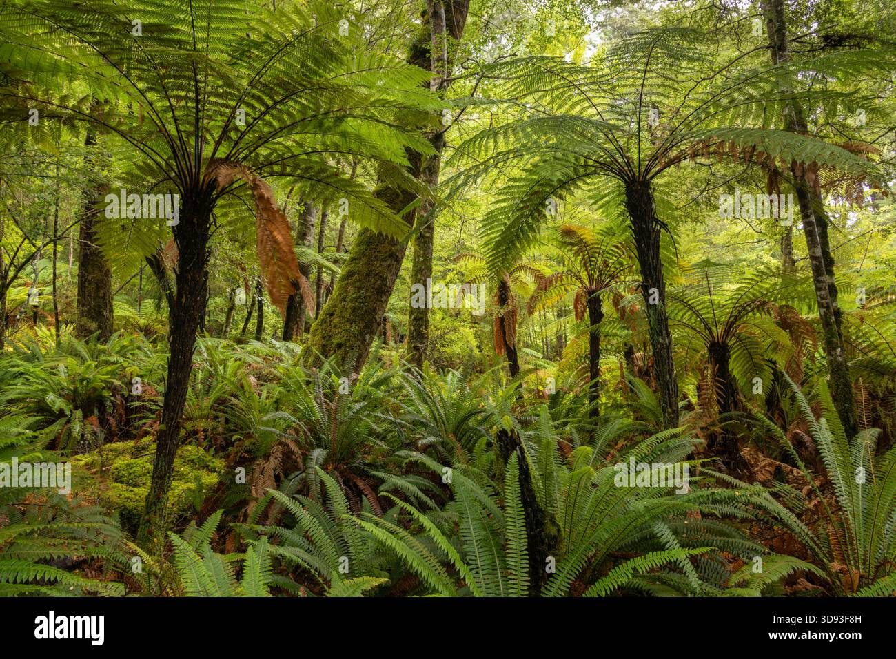 Baumfarne in einem gemäßigten Regenwald in der Nähe des Kepler Track, Fiordland National Park, South Island, Neuseeland. Herbst (Mai) 2025. Stockfoto