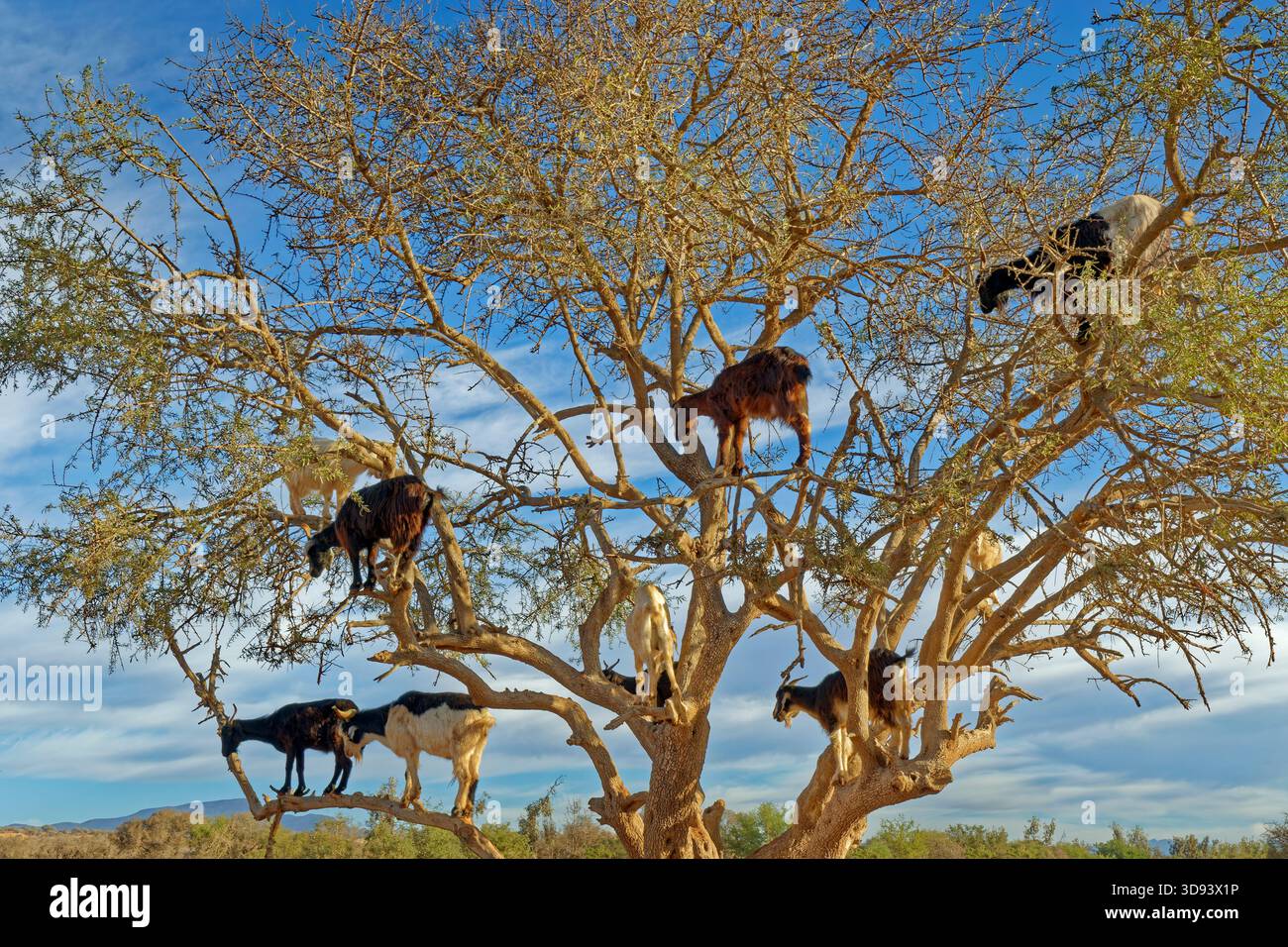 Ziegen auf Argon-Ölbäumen in Marokko. Stockfoto