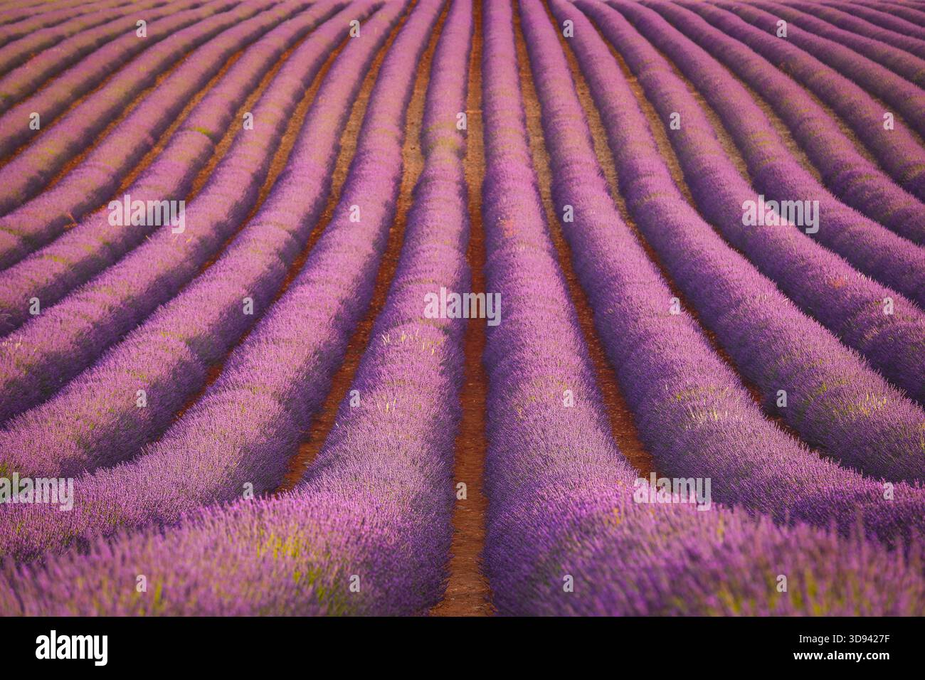Selektiver Fokus auf Lavendelblüten, wunderschönes lila Lavendelfeld in Gordes, la provence, Frankreich Stockfoto