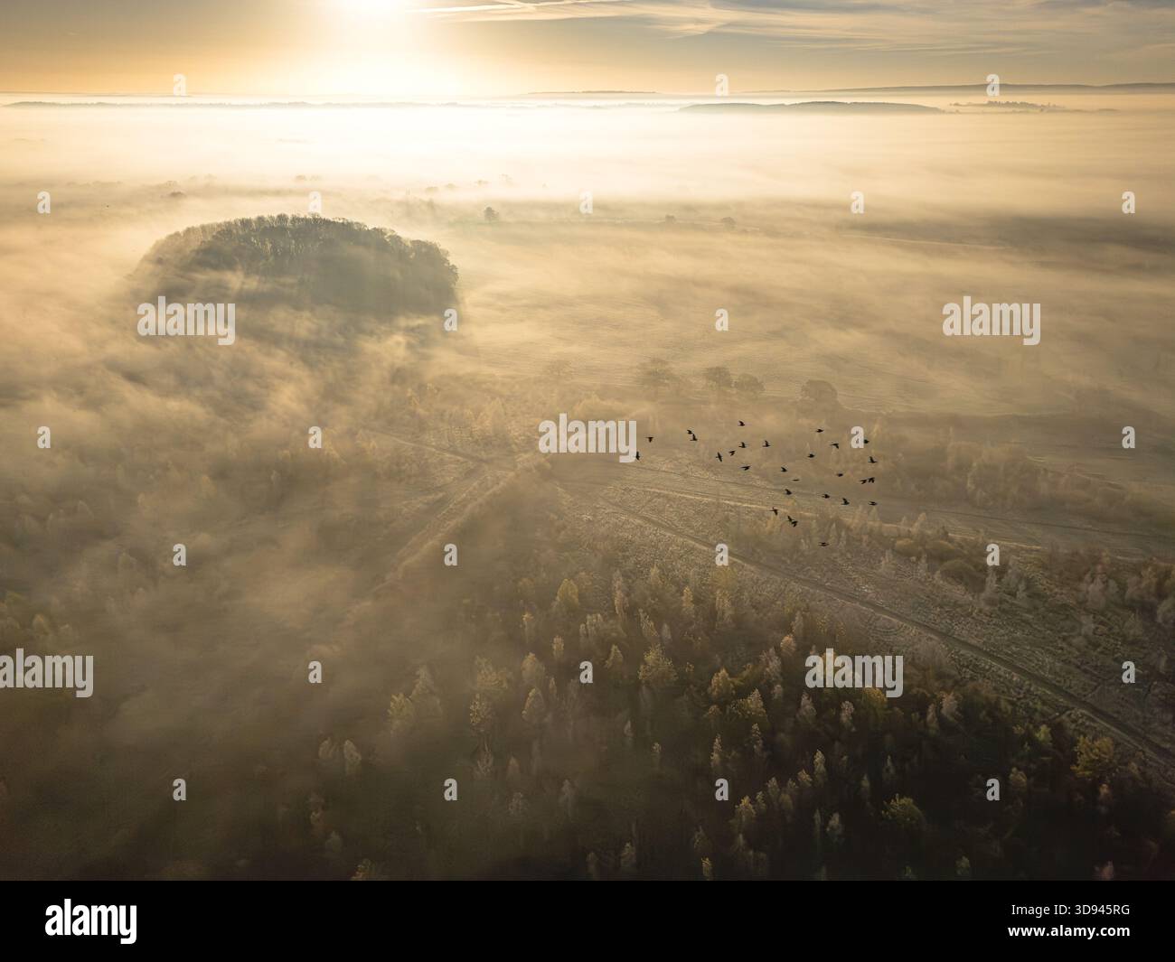 Bei Sonnenaufgang über die englische Landschaft schweben Vogelschwärme über nebelbedeckte Felder, während ein bewaldeter Hügel durch den goldenen Nebel ragt. Stockfoto